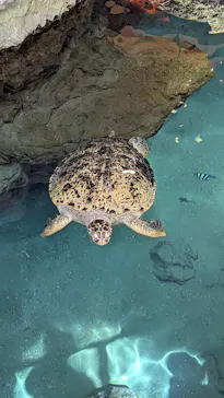 名古屋港水族館に投稿された画像（2026/8/1）