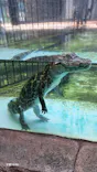 熱川バナナワニ園に投稿された画像（2026/8/1）