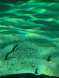環境水族館アクアマリンふくしまに投稿された画像（2026/8/1）