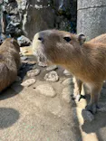 伊豆シャボテン動物公園に投稿された画像（2026/8/1）