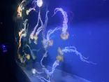 すみだ水族館に投稿された画像（2026/8/1）