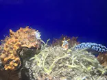 サンシャイン水族館に投稿された画像（2026/8/1）
