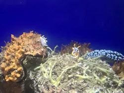 サンシャイン水族館に投稿された画像（2026/8/1）