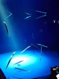 サンシャイン水族館に投稿された画像（2026/8/1）