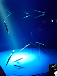 サンシャイン水族館に投稿された画像（2026/8/1）