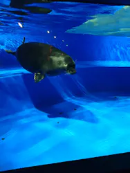 サンシャイン水族館に投稿された画像（2026/8/1）