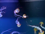 すみだ水族館に投稿された画像（2026/8/1）