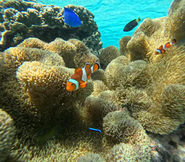 OCEAN LIFE 宮古島に投稿された画像（2026/8/1）