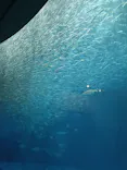 名古屋港水族館に投稿された画像（2026/8/1）