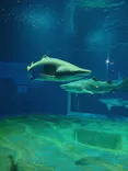 アクアワールド茨城県大洗水族館に投稿された画像（2026/8/1）