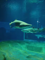 アクアワールド茨城県大洗水族館に投稿された画像（2026/8/1）