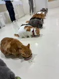 Cat Café MOFF アリオ倉敷店に投稿された画像（2026/8/1）