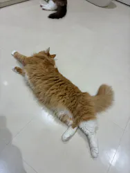 Cat Café MOFF アリオ倉敷店に投稿された画像（2026/8/1）