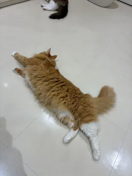 Cat Café MOFF アリオ倉敷店に投稿された画像（2026/8/1）