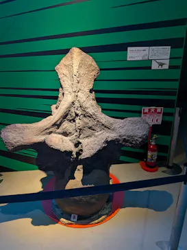 特別展「いきもの超ワールド展　国立科学博物館×ダーウィンが来た！」（国立科学博物館）に投稿された画像（2026/8/1）