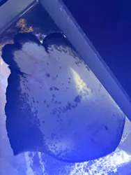 新江ノ島水族館に投稿された画像（2026/8/1）