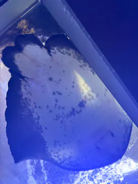 新江ノ島水族館に投稿された画像（2026/8/1）