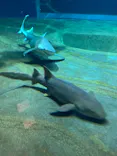 アクアワールド茨城県大洗水族館に投稿された画像（2026/8/1）