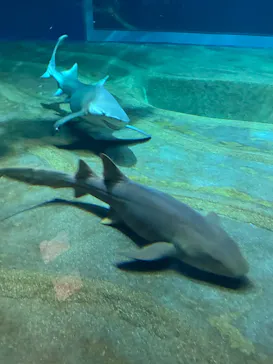 アクアワールド茨城県大洗水族館に投稿された画像（2026/8/1）