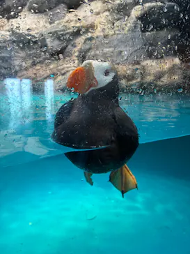 アクアワールド茨城県大洗水族館に投稿された画像（2026/8/1）