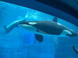 名古屋港水族館に投稿された画像（2026/8/1）