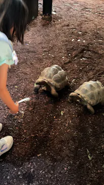 体感型動物園iZooに投稿された画像（2026/8/1）