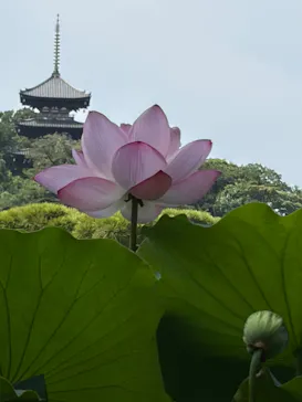三溪園に投稿された画像（2026/8/1）