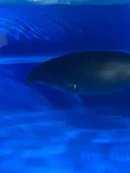 サンシャイン水族館に投稿された画像（2026/8/1）