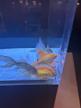 すみだ水族館に投稿された画像（2026/8/1）