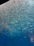 名古屋港水族館に投稿された画像（2026/8/1）