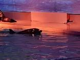 アクアワールド茨城県大洗水族館に投稿された画像（2026/8/1）