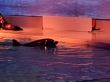 アクアワールド茨城県大洗水族館に投稿された画像（2026/8/1）