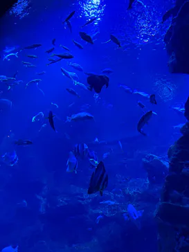 京都水族館に投稿された画像（2026/8/1）