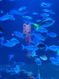 サンシャイン水族館に投稿された画像（2026/8/2）