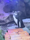 サンシャイン水族館に投稿された画像（2026/8/2）
