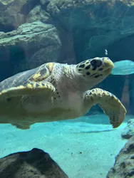 名古屋港水族館に投稿された画像（2026/8/1）