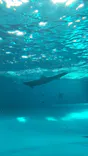 アクアワールド茨城県大洗水族館に投稿された画像（2026/8/2）