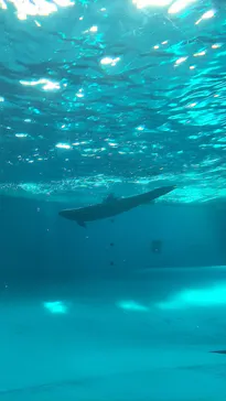 アクアワールド茨城県大洗水族館に投稿された画像（2026/8/1）