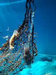 アクアワールド茨城県大洗水族館に投稿された画像（2026/8/2）