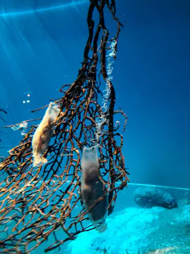 アクアワールド茨城県大洗水族館に投稿された画像（2026/8/1）