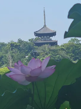 三溪園に投稿された画像（2026/8/2）