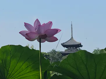 三溪園に投稿された画像（2026/8/2）