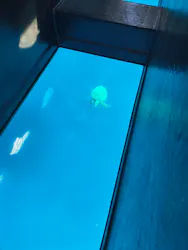 川平湾グラスボート　ブルーコーラルに投稿された画像（2026/8/2）