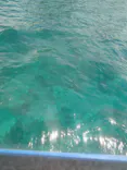 青海島観光汽船に投稿された画像（2026/8/2）