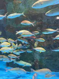 のとじま水族館に投稿された画像（2026/8/2）