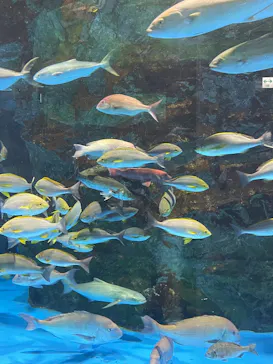 のとじま水族館に投稿された画像（2026/8/2）