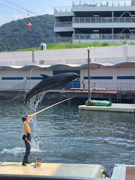 伊豆・三津シーパラダイスに投稿された画像（2026/8/2）