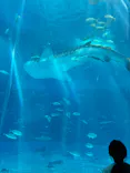 沖縄美ら海水族館に投稿された画像（2026/8/2）