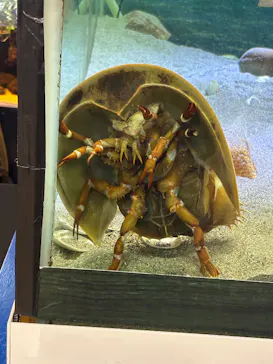 竹島水族館に投稿された画像（2026/8/2）