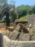 伊豆シャボテン動物公園に投稿された画像（2026/8/2）